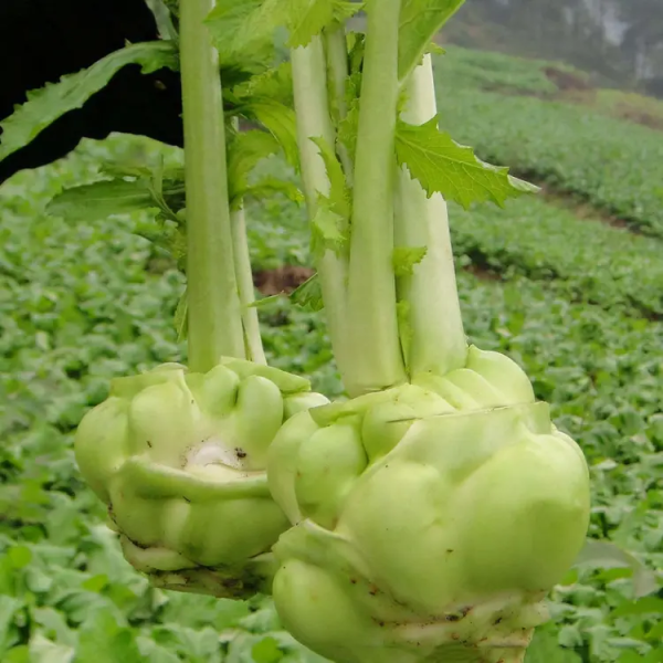 茎用芥菜