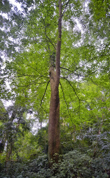 香果树