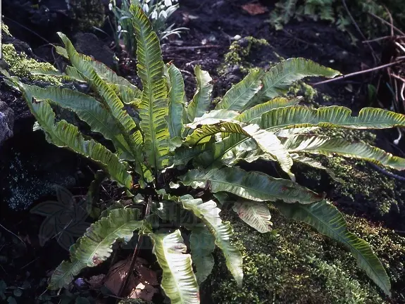 植物