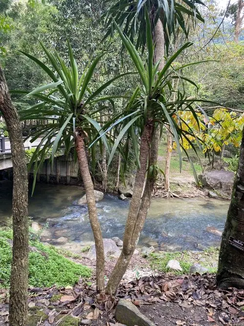 香龙血树