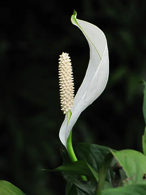 白鹤芋