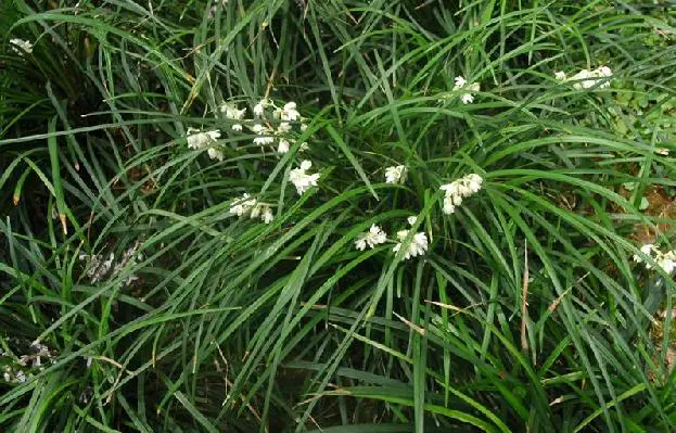 沿阶草