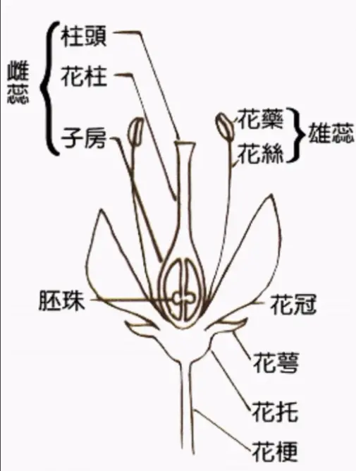 柱头