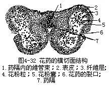 花药