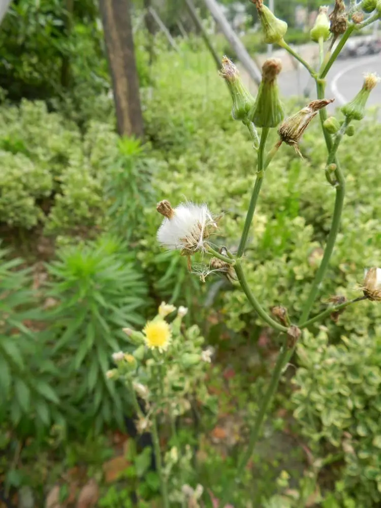 一年生草本植物