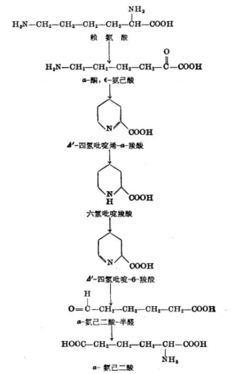 赖氨酸