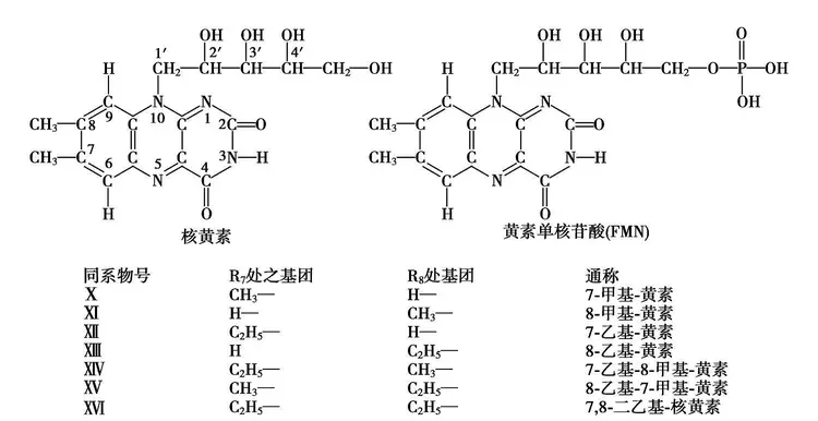 维生素B2