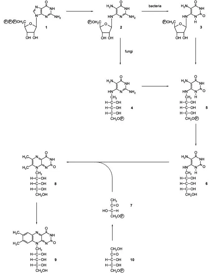 维生素B2