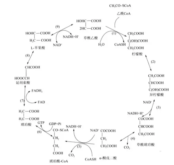 柠檬酸