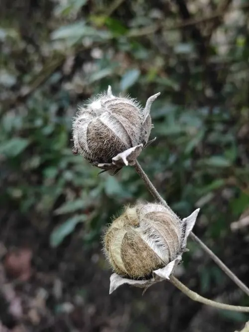 木芙蓉