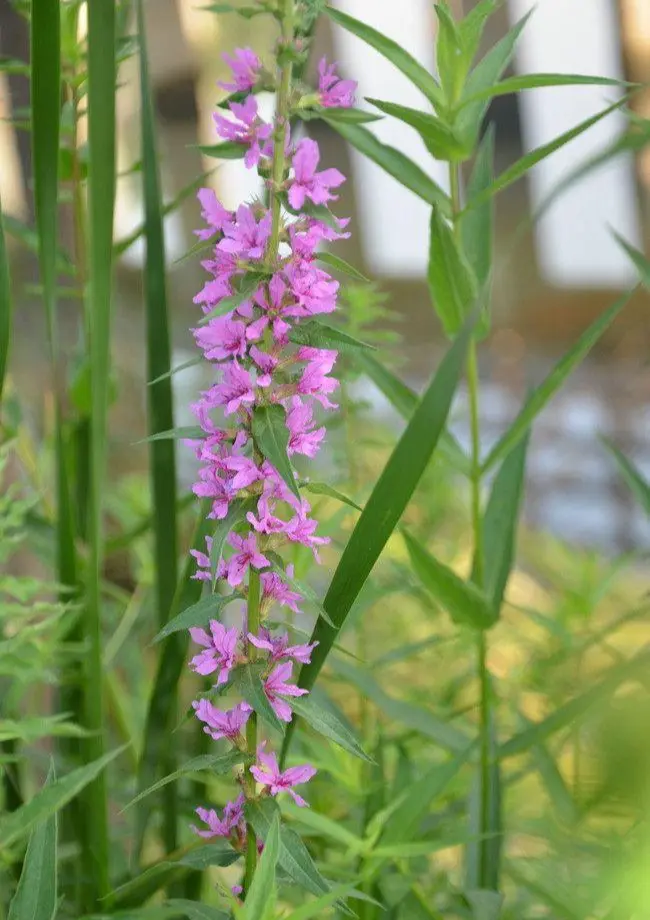 穗状花序