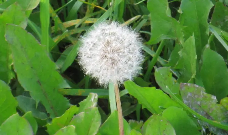 头状花序