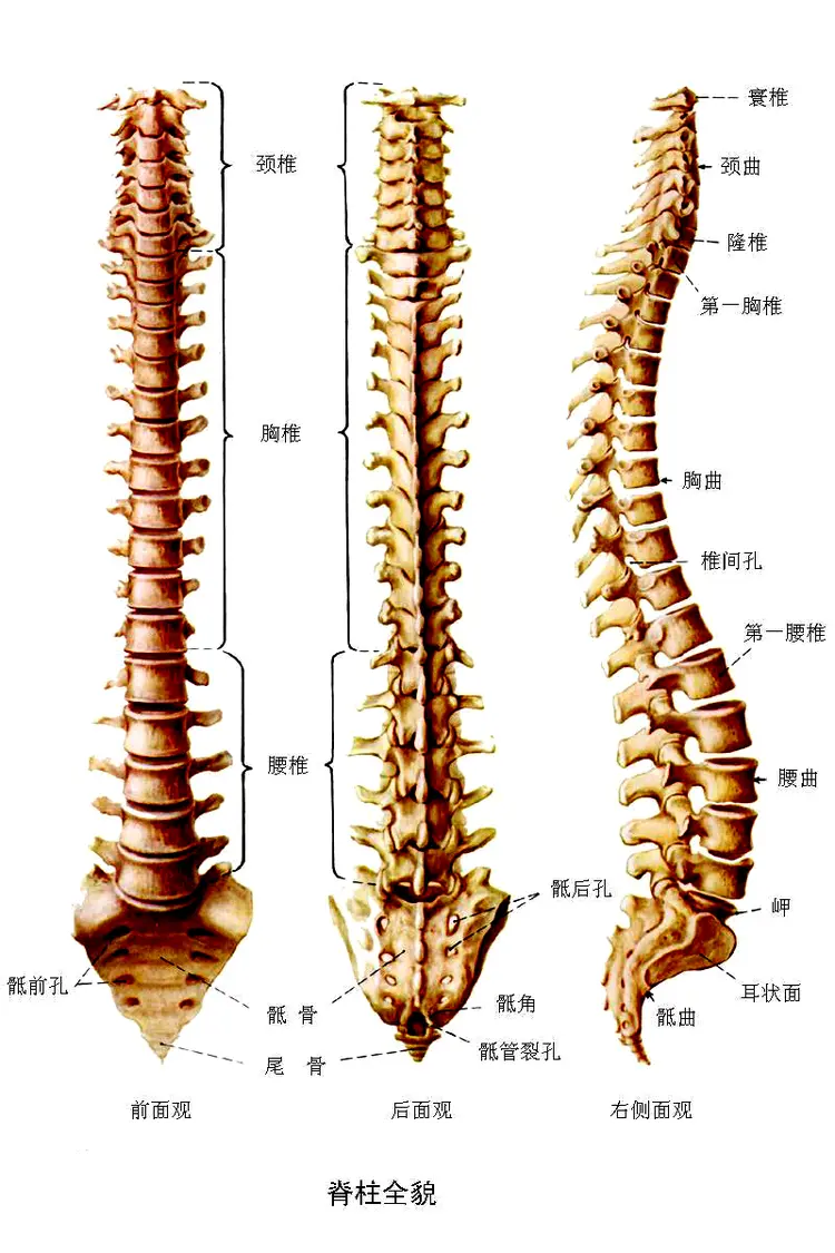 脊椎动物