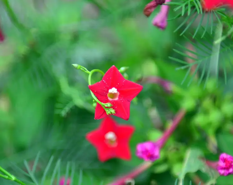 藤本植物