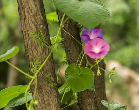 藤本植物