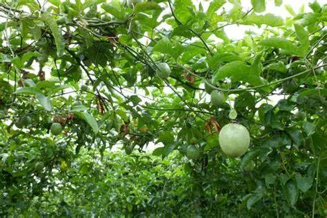 藤本植物