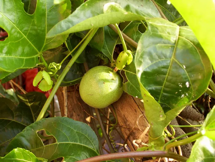 藤本植物