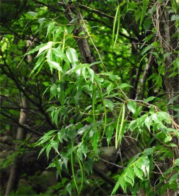 藤本植物