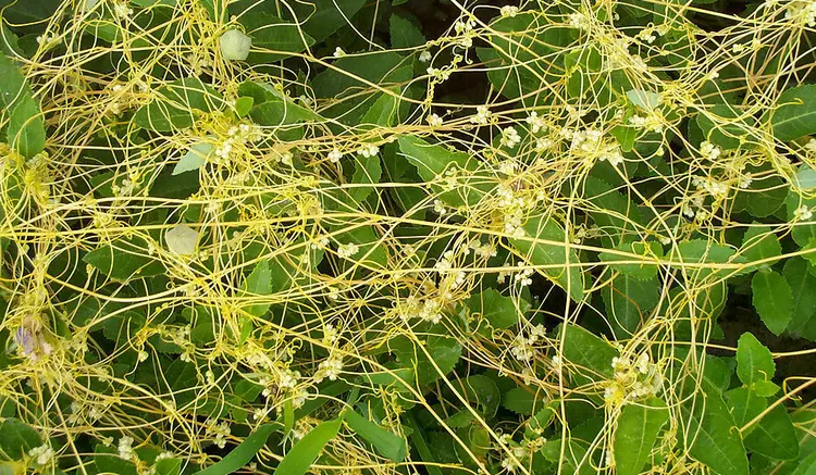 藤本植物