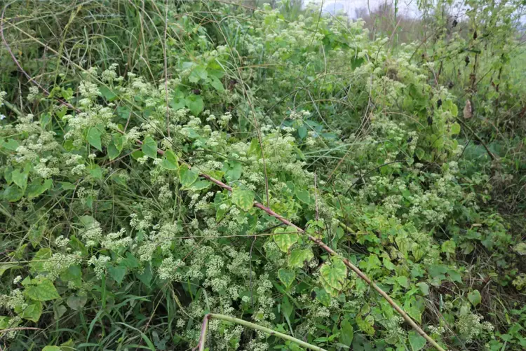 藤本植物