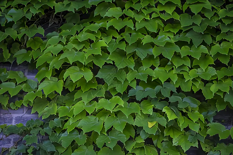 藤本植物