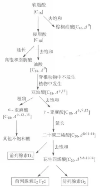 软脂酸