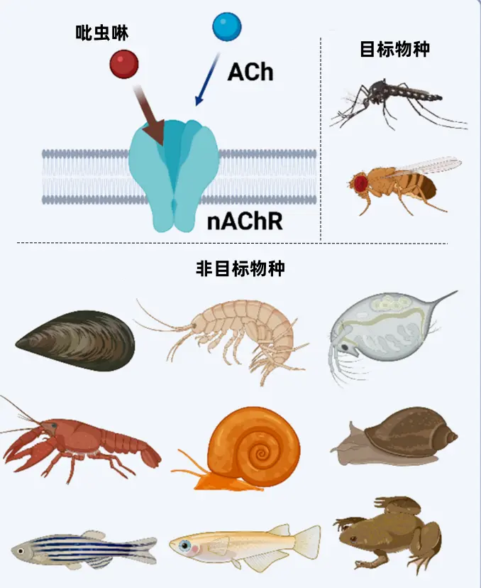 吡虫啉