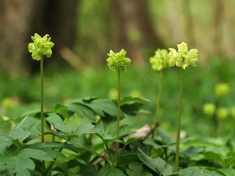 五福花