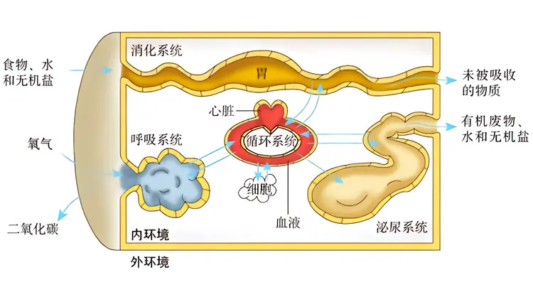 稳态