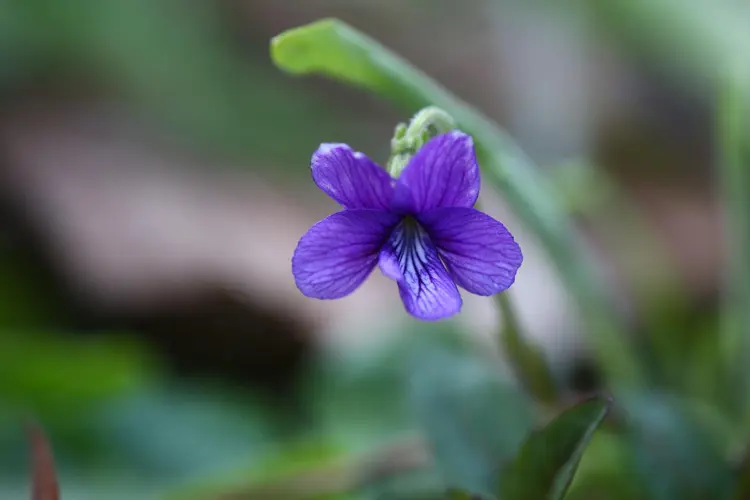 紫花地丁