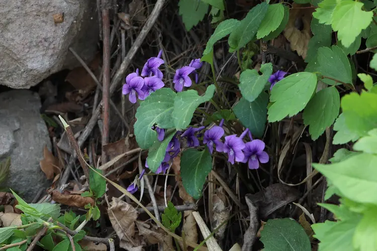 紫花地丁