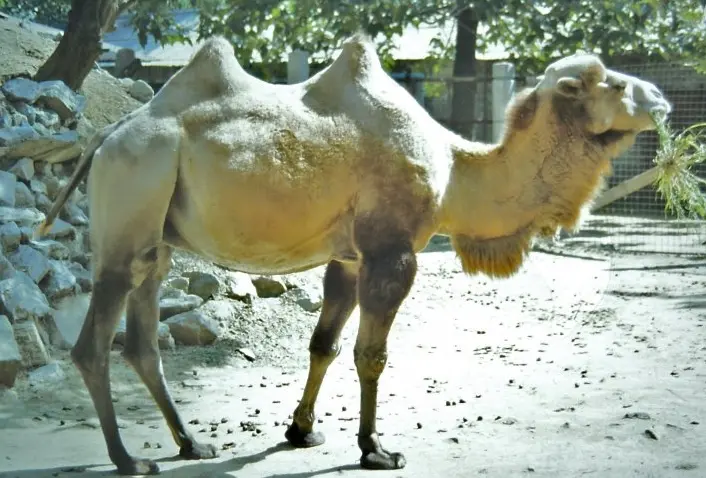 野骆驼