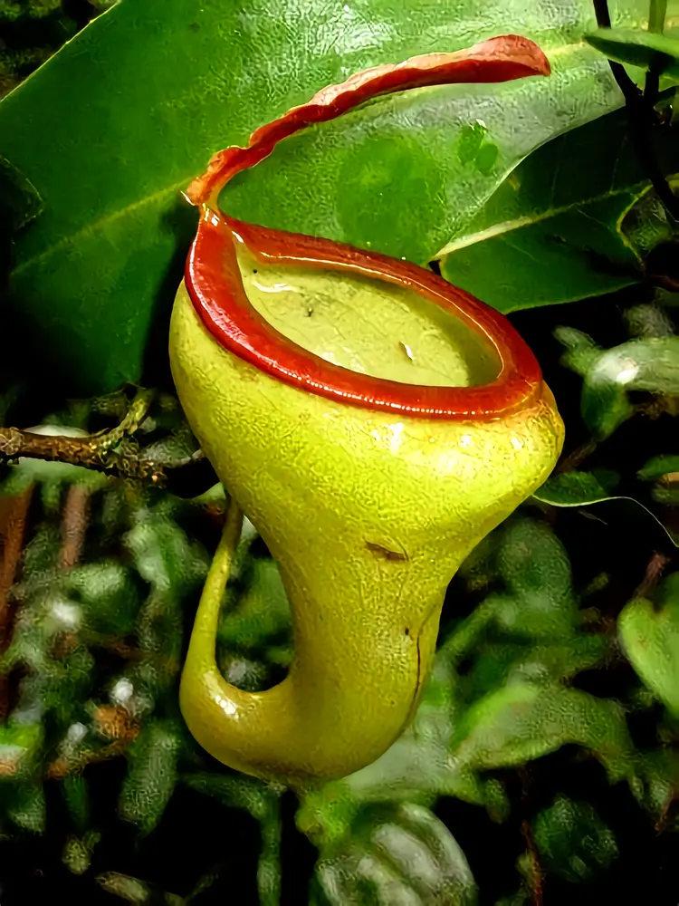 种子植物