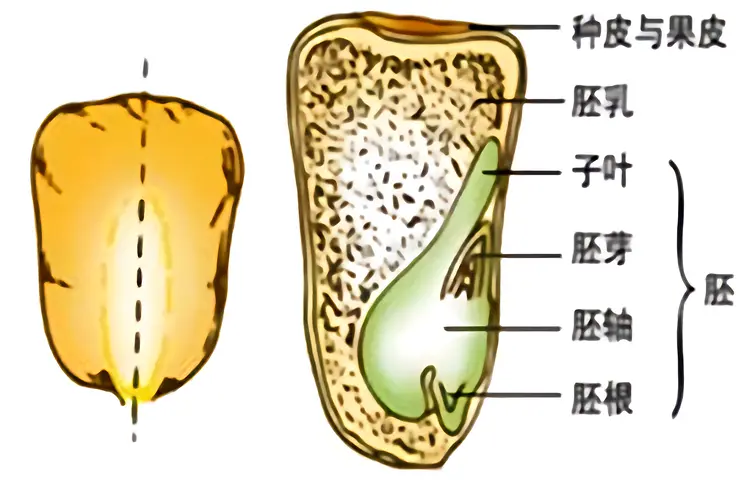 种子植物