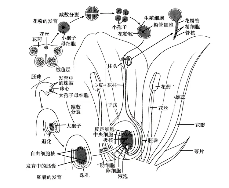 种子植物