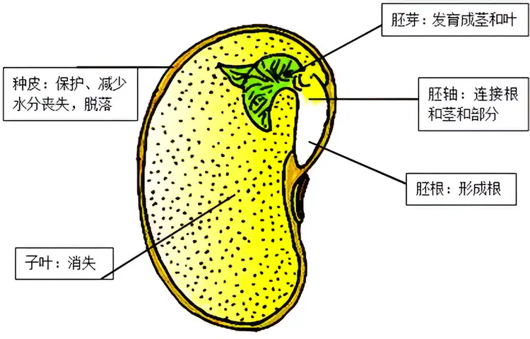 种子植物