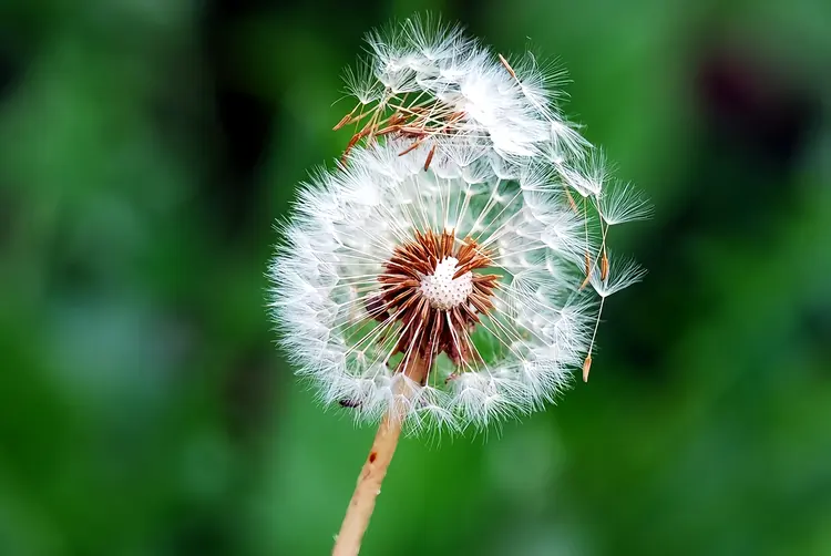 种子植物