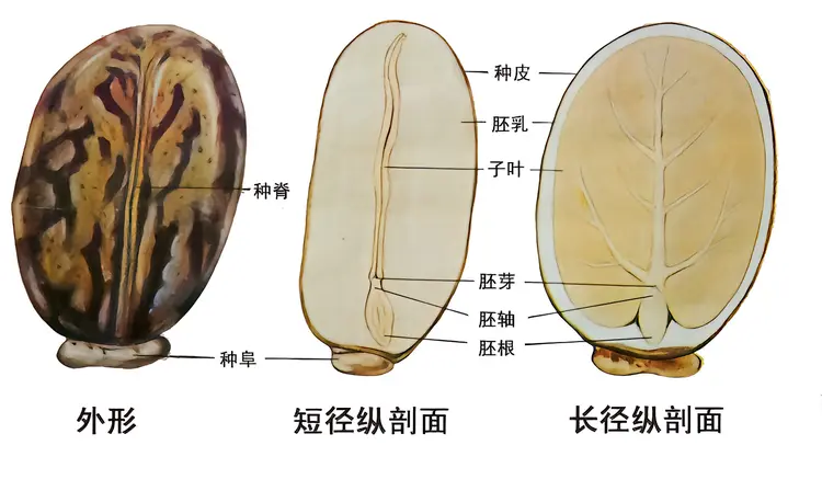 种子植物