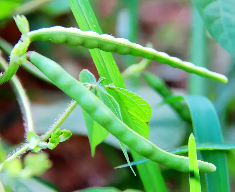 种子植物