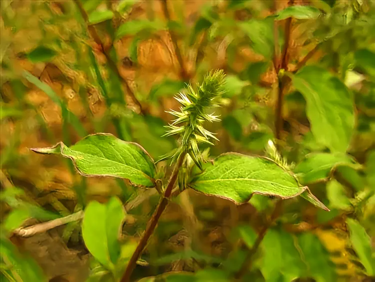 种子植物