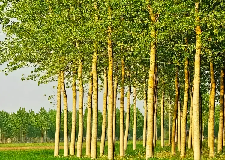 种子植物